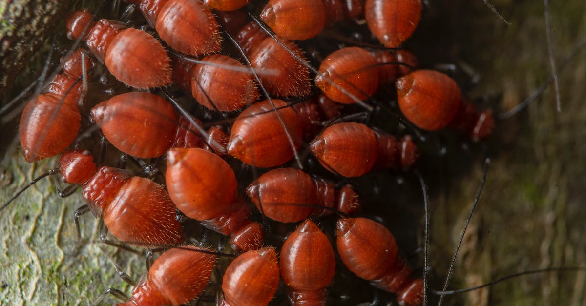 How long to slow-cook a small corned beef? - Red thorny bugs crawling on dry terrain in zoo