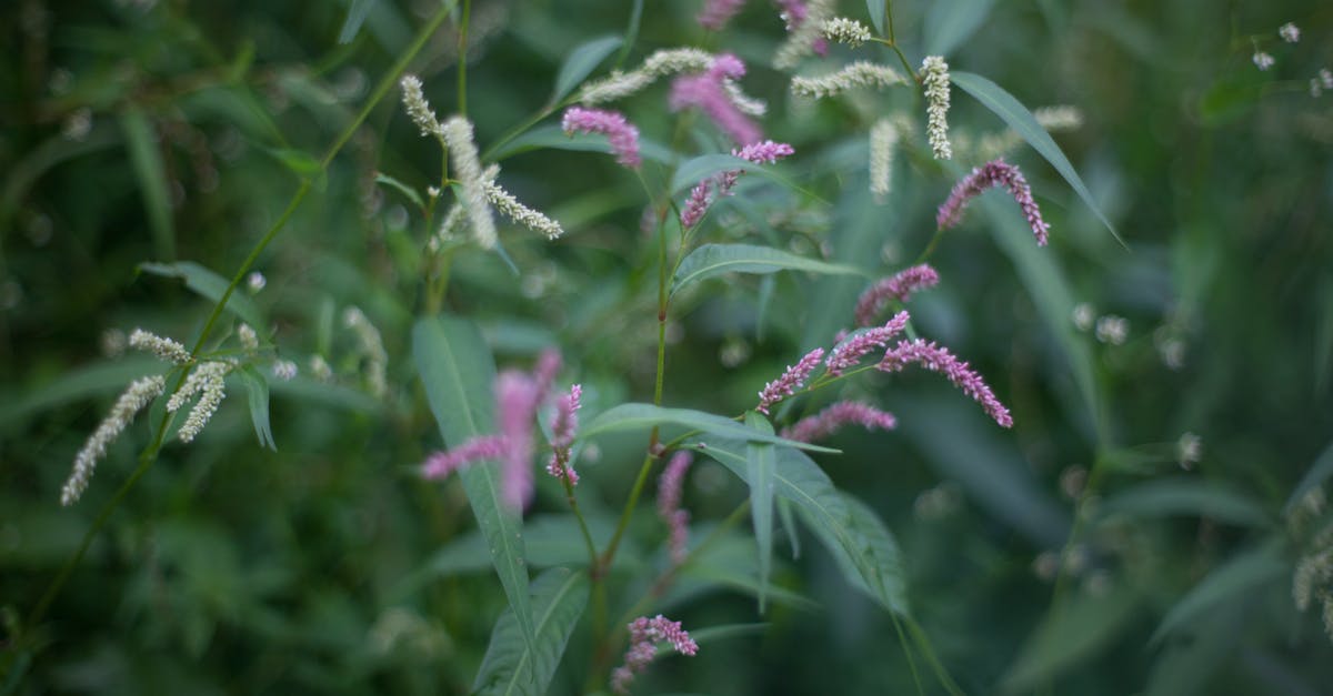 How long will a fresh herb paste last? - Scenic view of blossoming plant with pointed green leaves and small flowers growing in summer