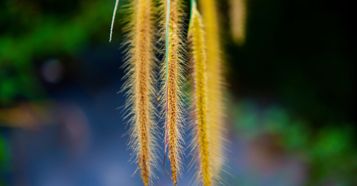 How long will a fresh herb paste last? - Closeup of long bright yellow plant on thin green stem growing in meadow on blurred background