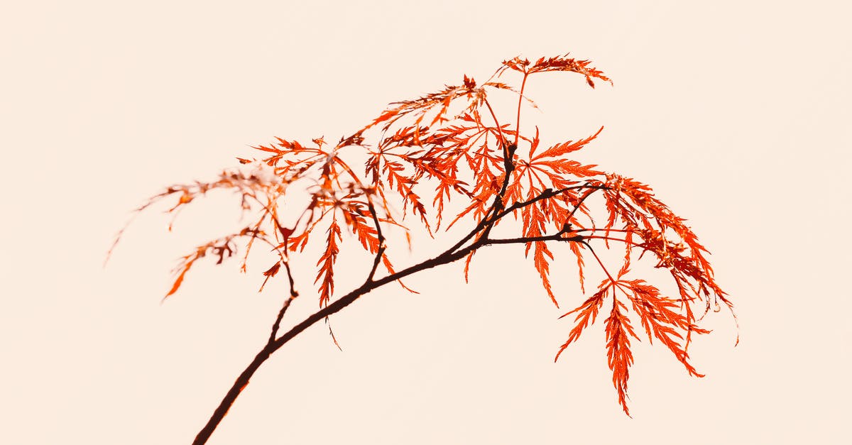 How long will fresh scallops keep in the refrigerator? [duplicate] - Maple tree thin branch with red foliage on pink background in light studio