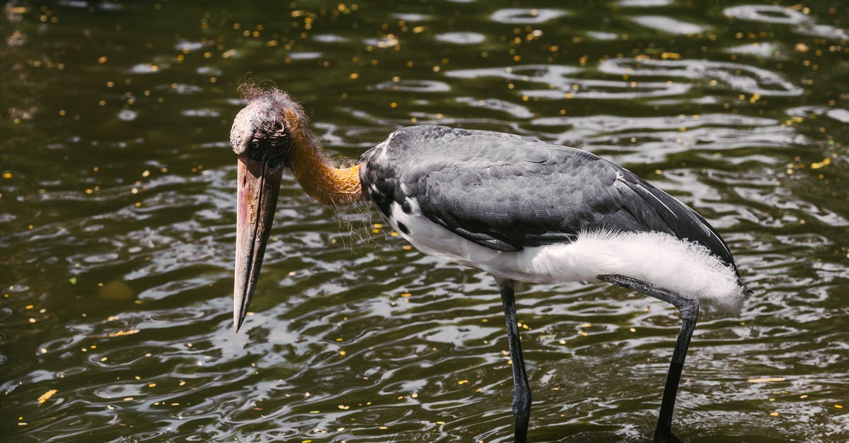 How long will roux keep? [duplicate] - Black and White Bird on Water