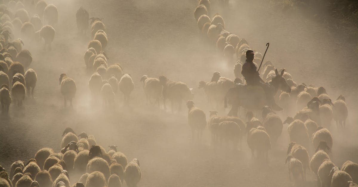 How many minutes in the oven per pound: stuffed turkey - Photo of Herd of Sheep