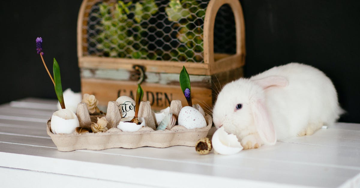 How many people does one rabbit feed? - White Rabbit on White Wooden Table