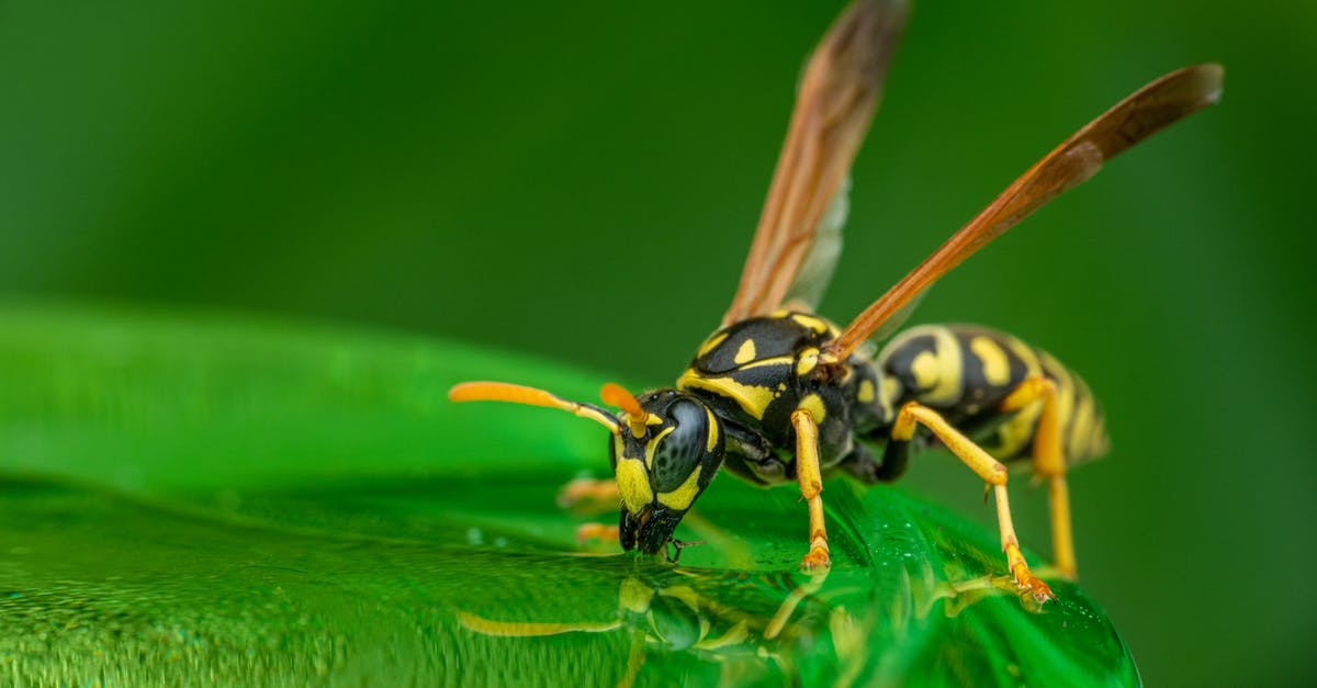 How much citric acid to preserve my juice - Closeup wild wasp standing on lush green plant leaf and sipping clean water after rain in nature