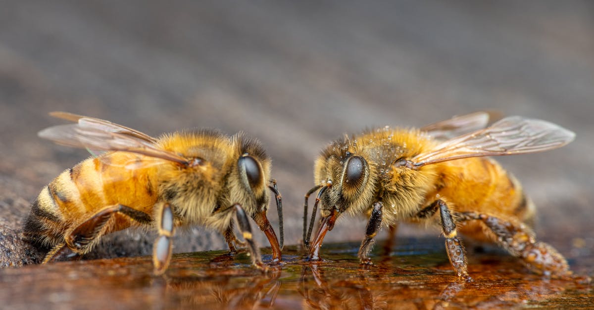 How much citric acid to preserve my juice - Wild bees sipping water in garden