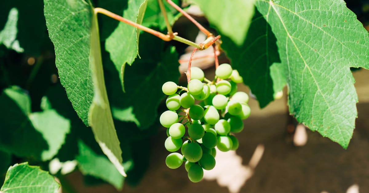 How much does freezing grapes longer sweeten them more? - Green Round Fruits on Brown Wooden Surface