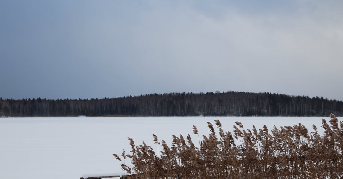 How much does freezing grapes longer sweeten them more? - Brown Grass Near Body of Water