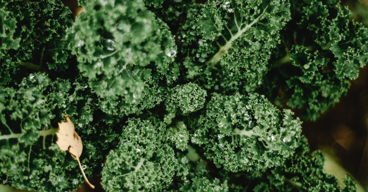 How much kale is a "bunch?" - Green Plant in Close Up Photography