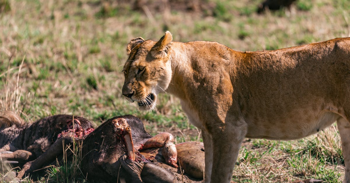 How much meat is in one wild coconut? - Wild lioness eating prey in savanna