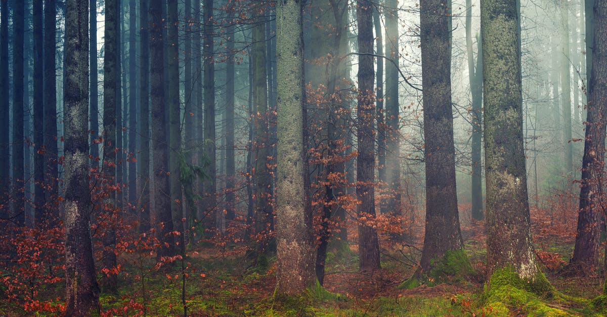 How much of toxins really penetrate melons? - Dramatic view of sunbeam through autumn forest covered with green moss and leafless trees