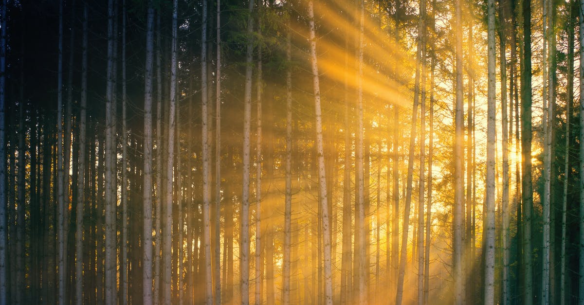 How much of toxins really penetrate melons? - Bright sun rays penetrating tall tree trunks growing in picturesque lush forest during sunset