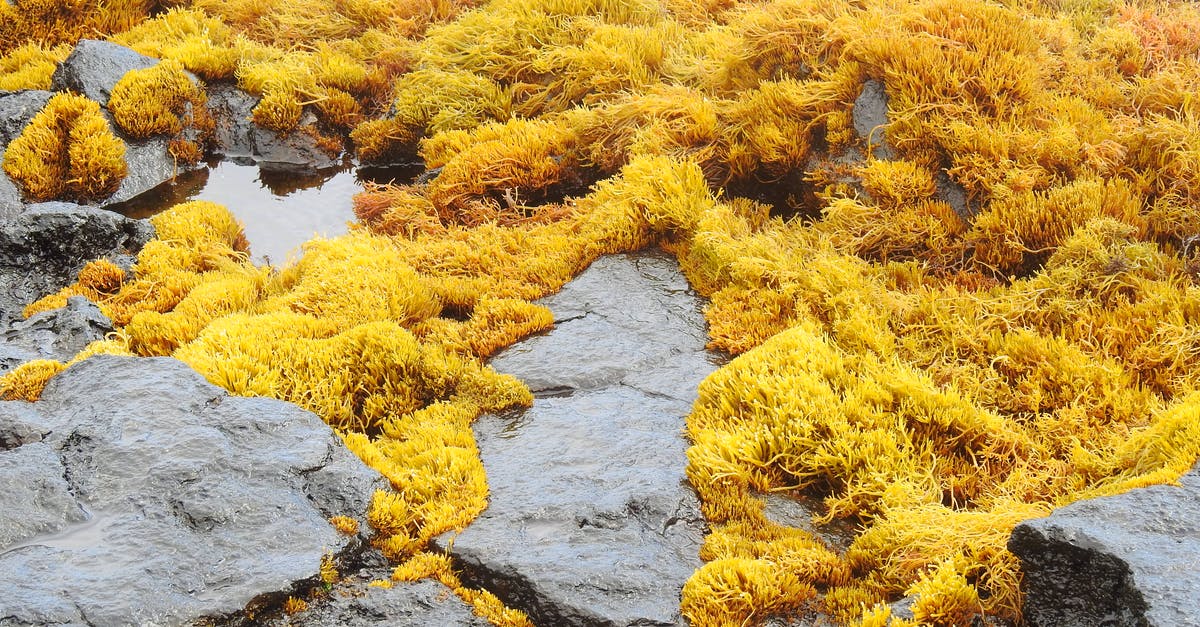 How should Dashi made with kelp and bonito flakes smell? - From above wet rocky seashore covered with yellow thick algae during daytime