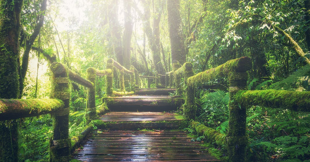 How should I choose my next step as a cook? - Wooden Bridge on Rainforest
