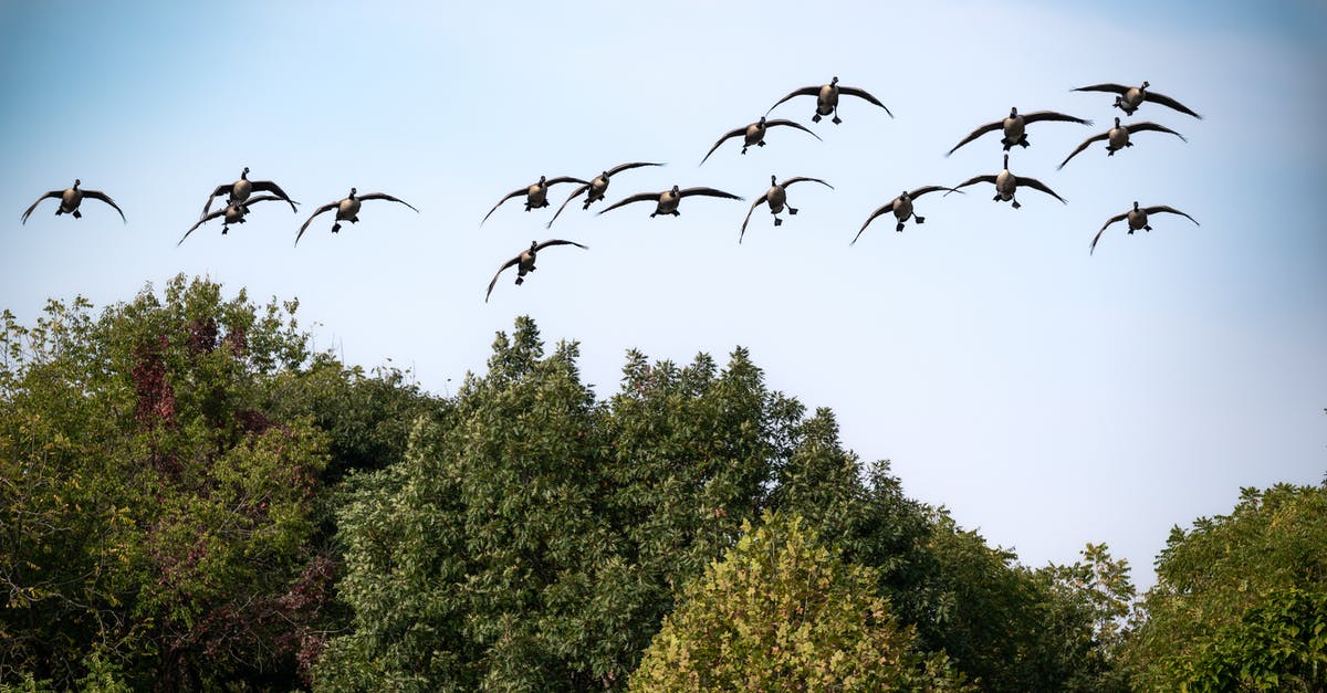 How should I cook skate wings - Flock of Birds Flying Over Green Trees