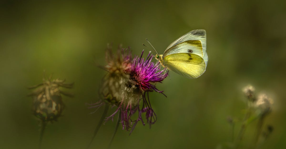 How should I cook skate wings - Green Butterfly Perched on Purple Flower in Close Up Photography