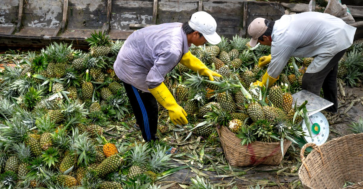 How should I organize my fruits for storage? - Photograph of Men Arranging Pineapples