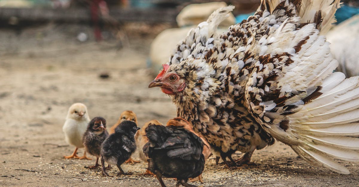 How should I prepare my Hens and Chicks to eat? - White and Black Hen Beside Chicken Chicks