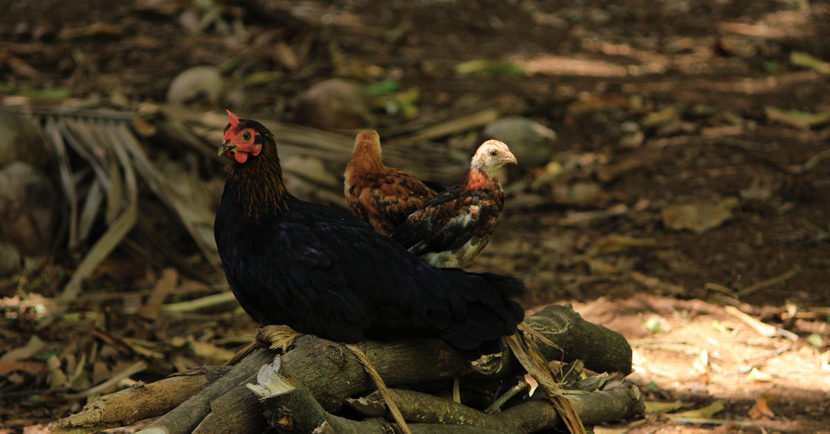 How should I prepare my Hens and Chicks to eat? - Black and Red Rooster on Tree Branch