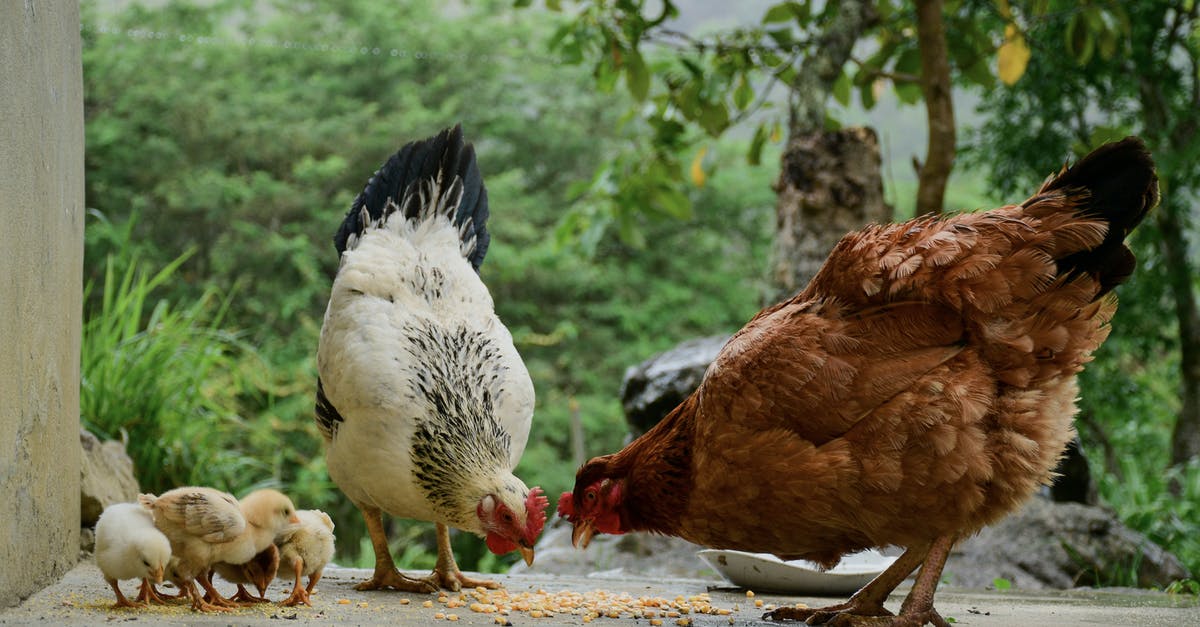 How should I prepare my Hens and Chicks to eat? - Brown and White Chickens on Gray Concrete Floor