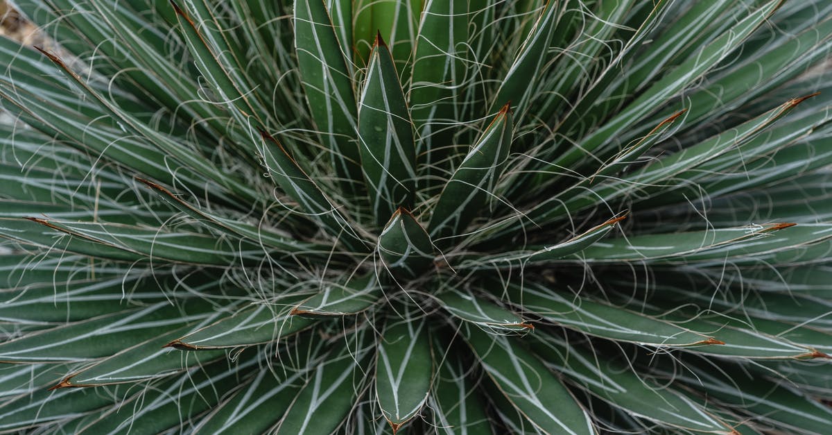 How should I use lime leaves when making Thai green curry? - Green Plant in Close Up Photography