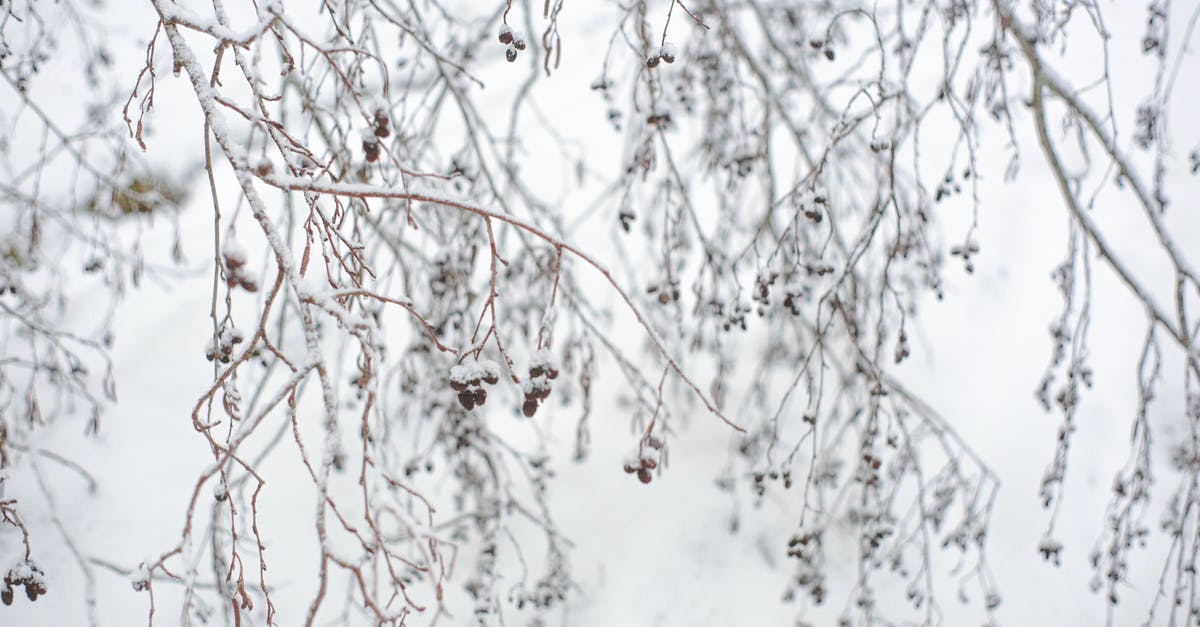 How to achieve freeze dried strawberry flakes? - Dry twigs of shrub covered with snow in winter