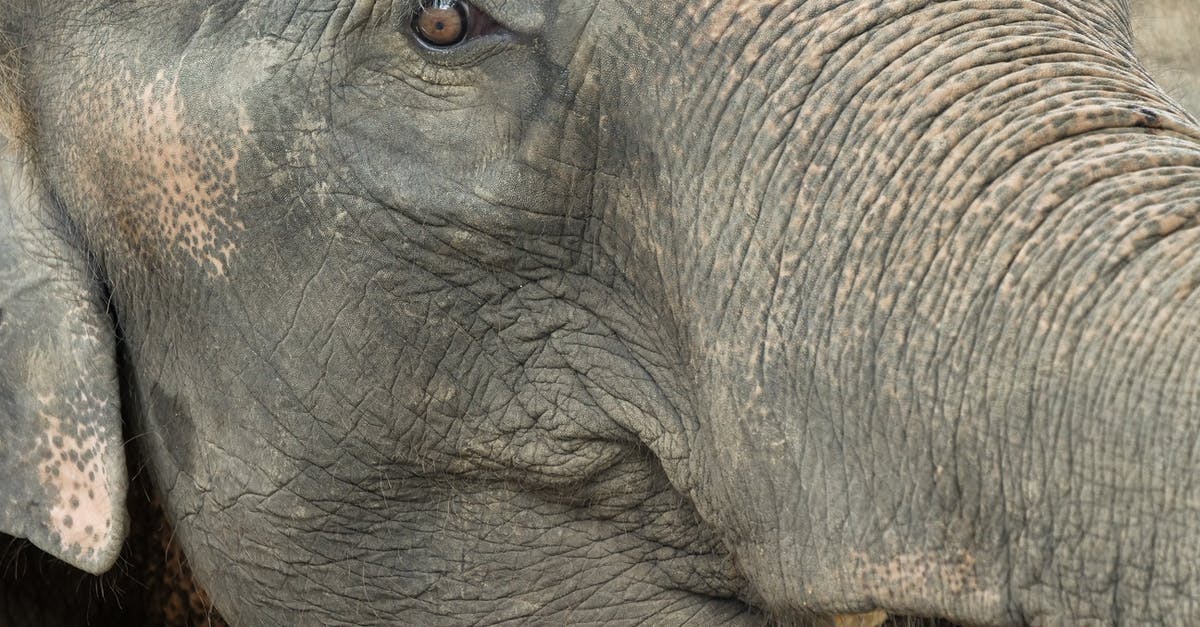 How to avoid elephant skin on no-knead bread? - Close Up Photo of Elephants Head