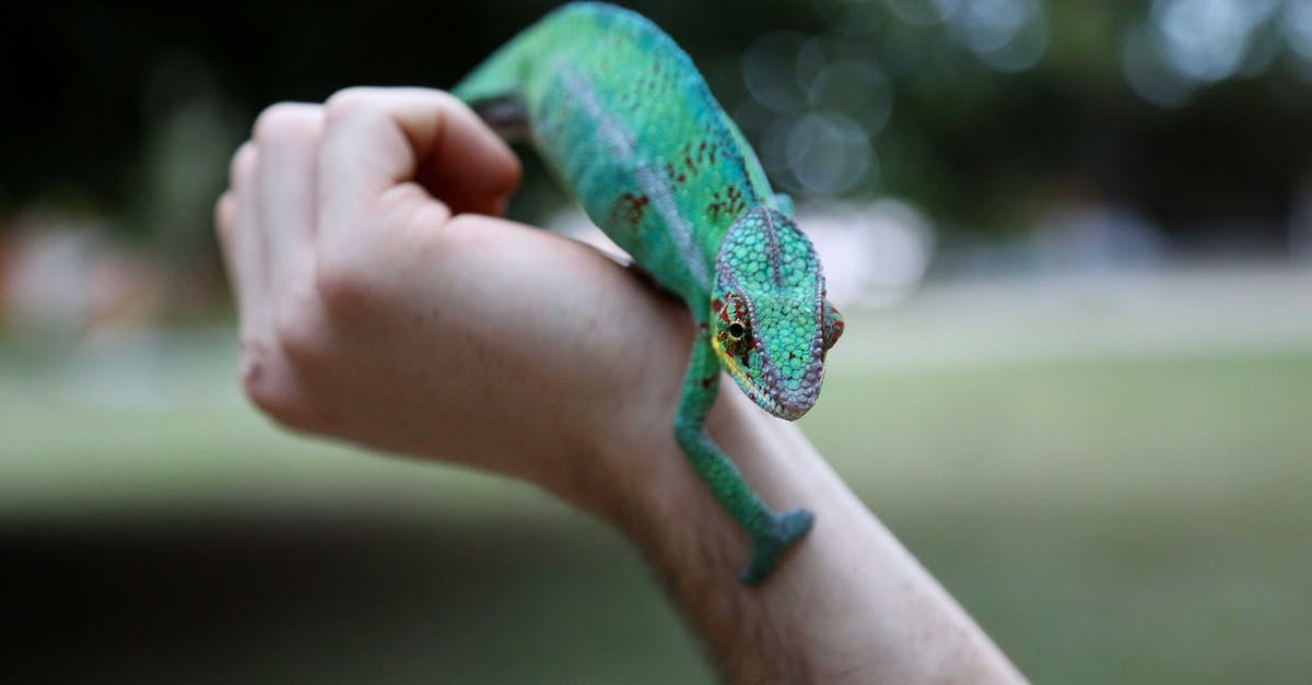 How to best hold wild rice - Green Reptile on Hand