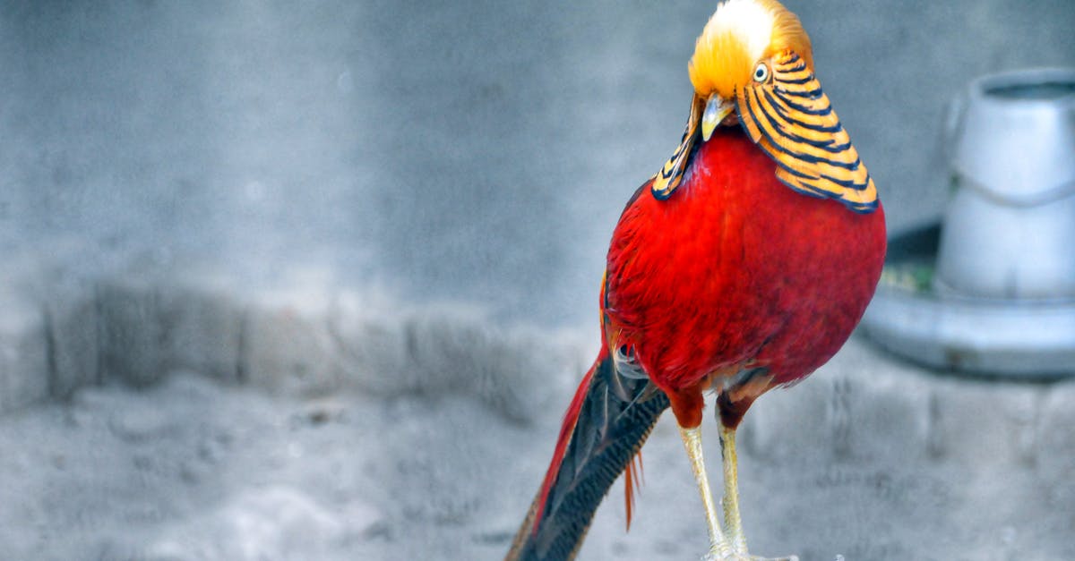 How to best hold wild rice - Red and Brown Bird Standing on Grey Wood Stump