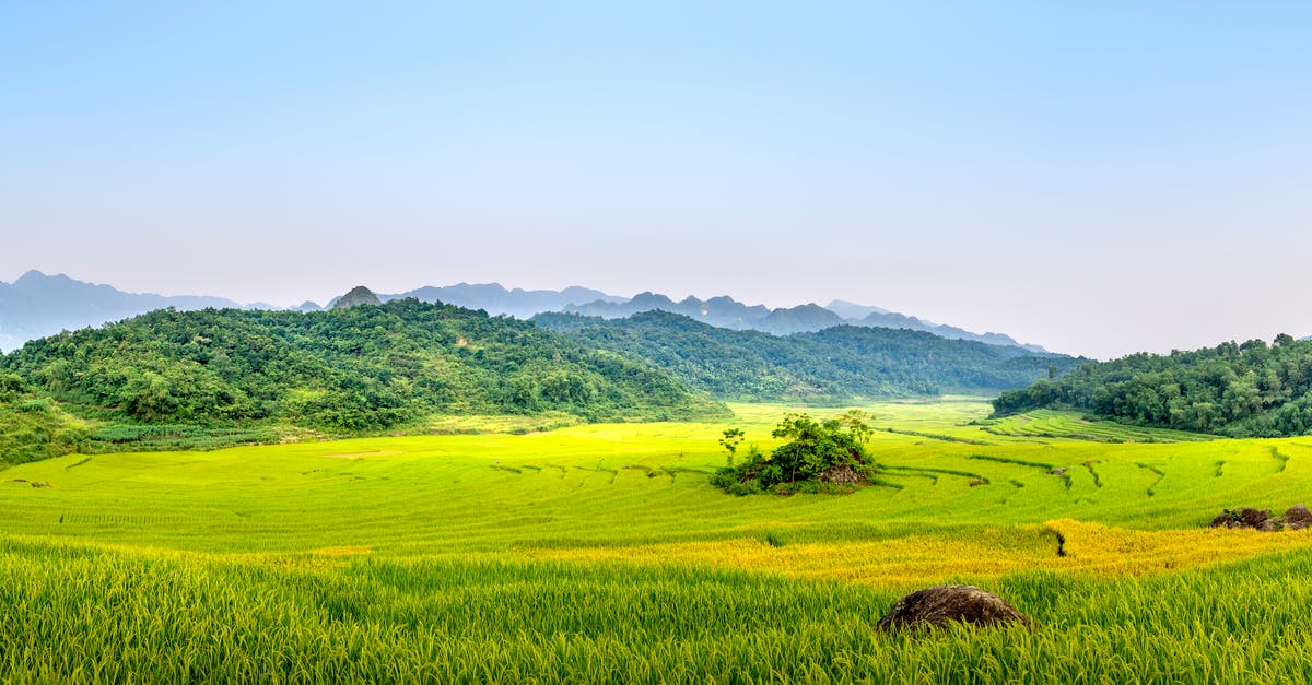 How to best hold wild rice - Green fields located in countryside