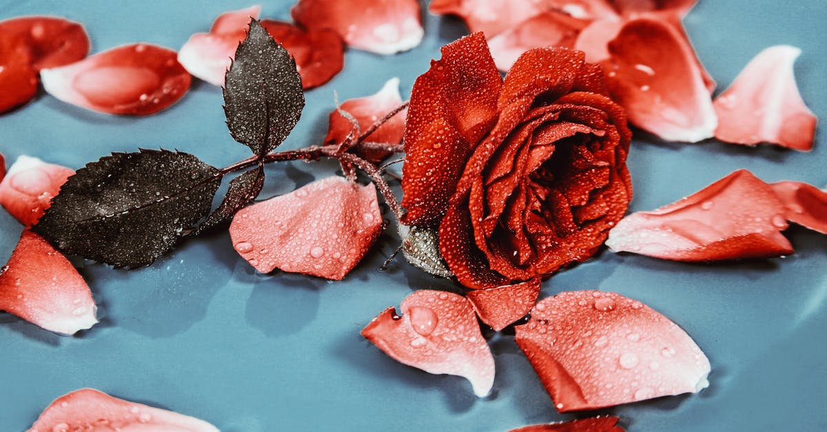 How to clean and trim parsnips? - Dew on petals and leaves of rose