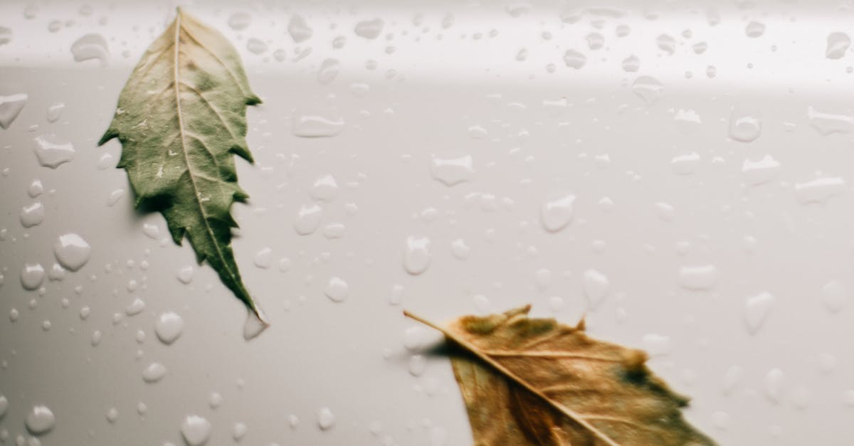 How to conserve eatables in humid and moist environment? - Wet white surface with leaves