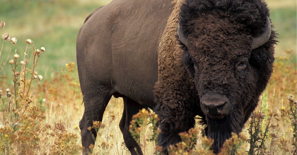 How to cook bison burgers (a.k.a. buffalo burgers)? - Large Bison