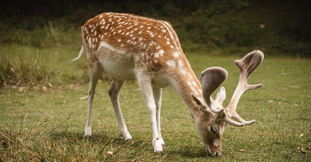 How to cook fallow deer ribs? - Cute deer with big antlers and white spots grazing on grassy glade near green trees in nature on summer day