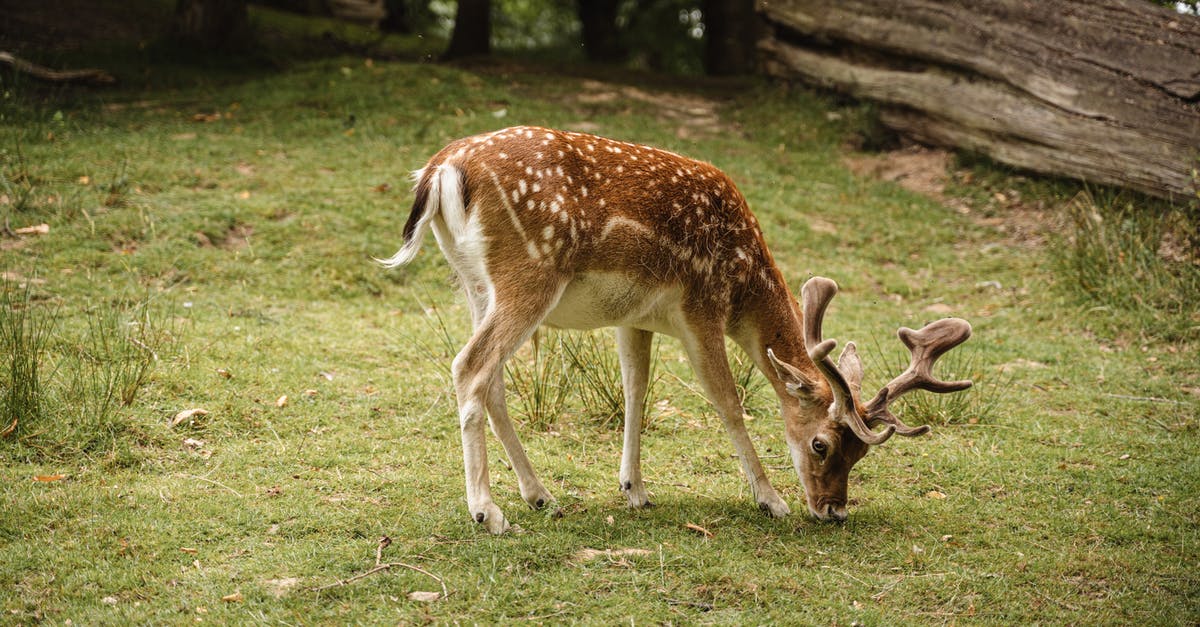 How to cook fallow deer ribs? - Adorable spotted deer pasturing in nature