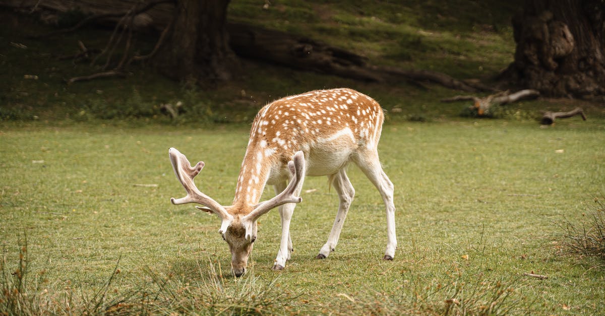 How to cook fallow deer ribs? - Cute wild brown spotted deer with big antlers pasturing on green grassy ground near trees in nature on summer day