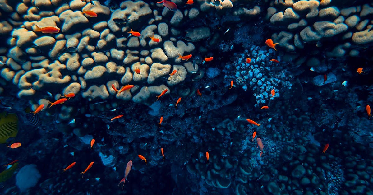 How to cook small fish(unfrozen and frozen) in water without overcooking? - Tiny orange fish swimming along reef in blue deep water of ocean with sunbeams