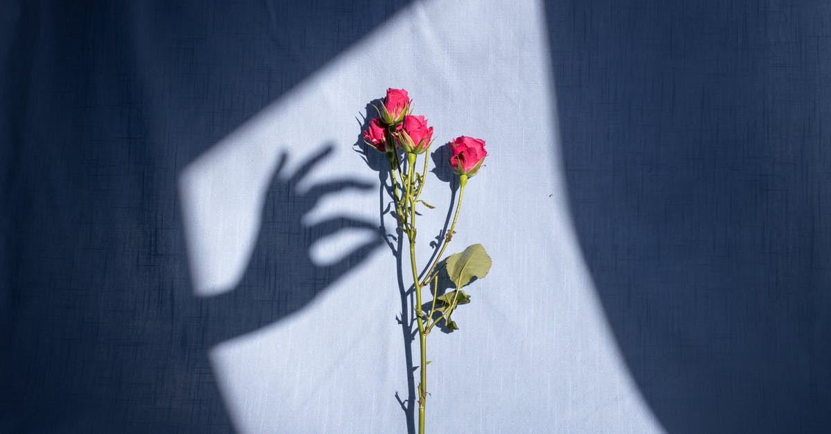 how to curb the smell of fish? - Composition of graceful female hand shadow touching tender red bush rose branch placed on blue textile in bright sunlight