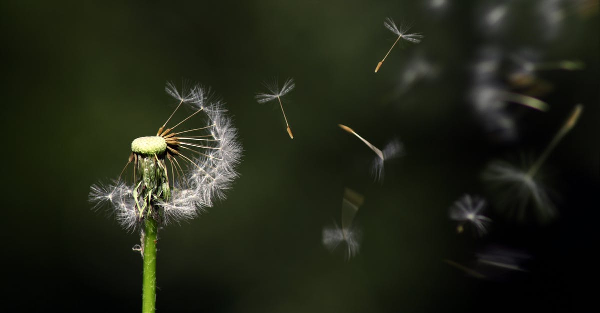 How to customize the softness of custards like flan? - White Dandelion Flower