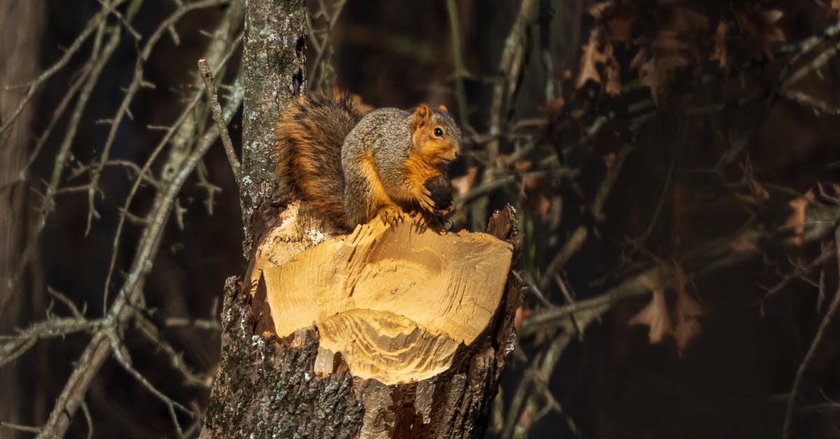 How to cut peanut brittle - Brown Squirrel on Brown Tree Branch