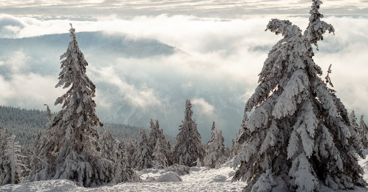 How to do frozen yogurt - Snow Covered Trees on Mountain