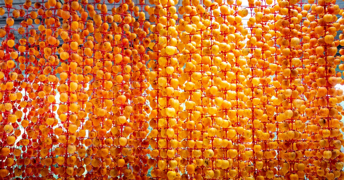 How to dry fruits without sunlight or a dehydrator? - Whole persimmons strung on threads and sun drying in garden