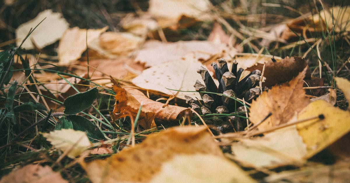 How to dry oregano? - Brown Dried Leaves on Ground