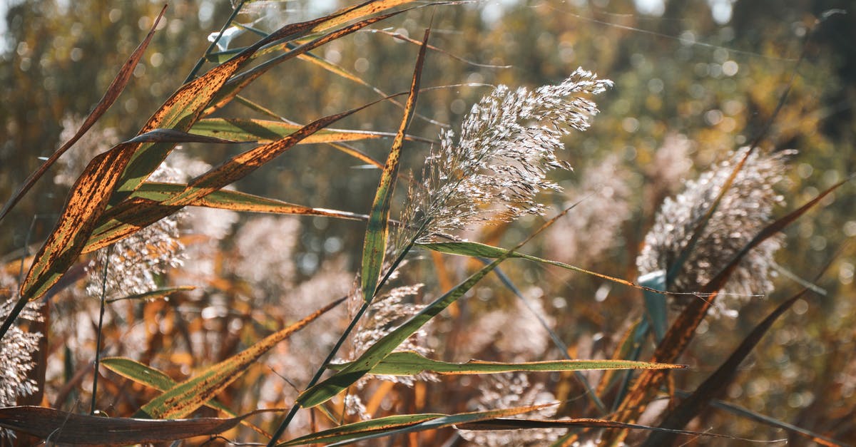 How to dry oregano? - White Flower in Tilt Shift Lens