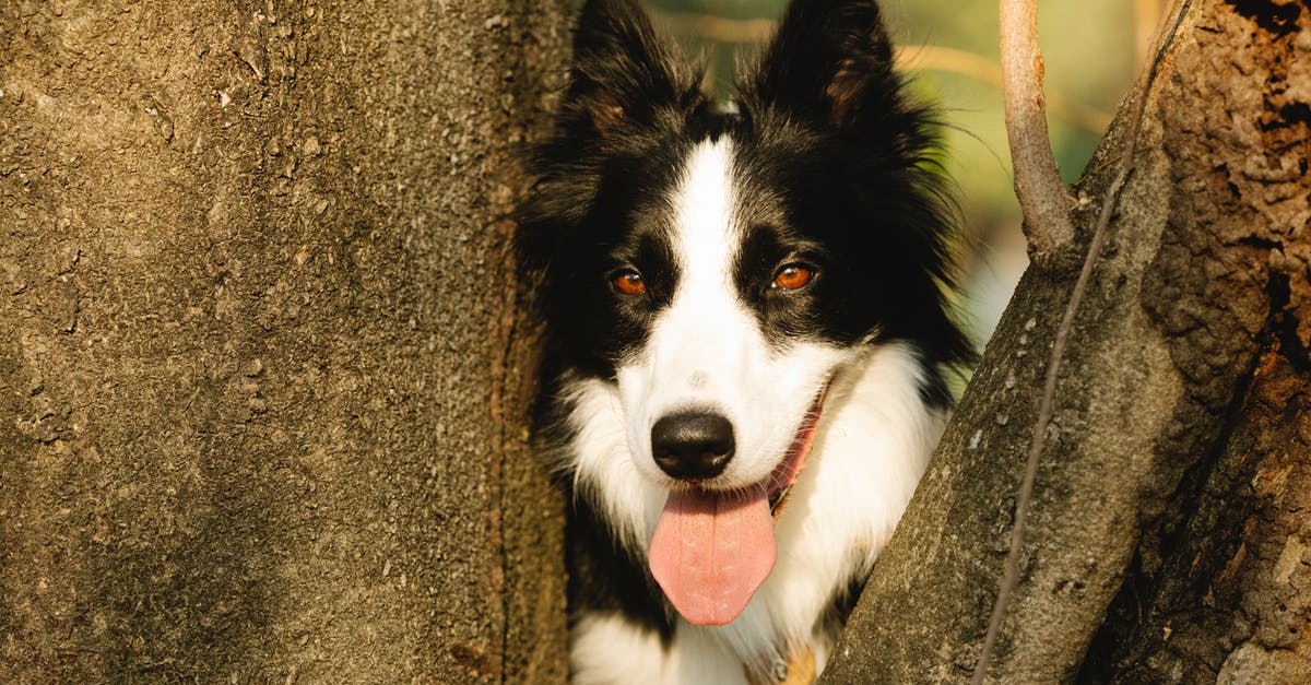 How to dry out mash - added too much milk - Border Collie with tongue out between tree trunks