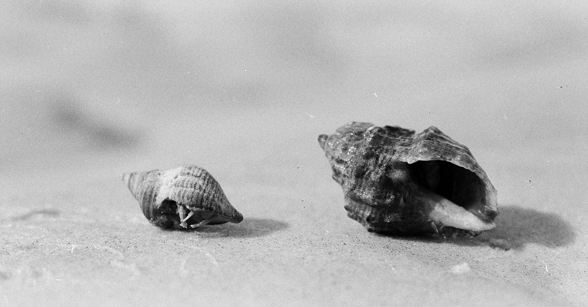 How to dry wet sugar? [closed] - Fragile seashells on sandy coast