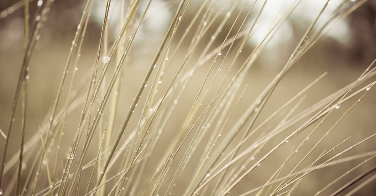 How to dry wet sugar? [closed] - Grass in Close Up Photography