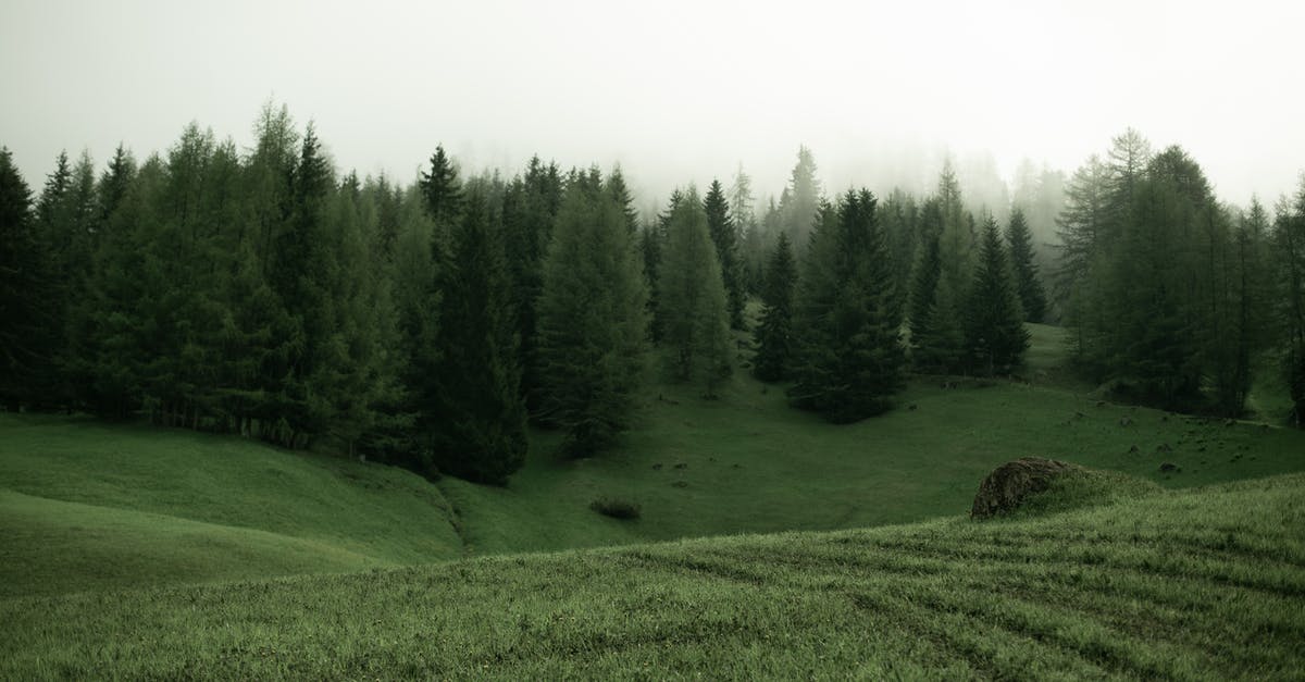 How to eat a spruce tree - Green meadow with trees on cloudy day