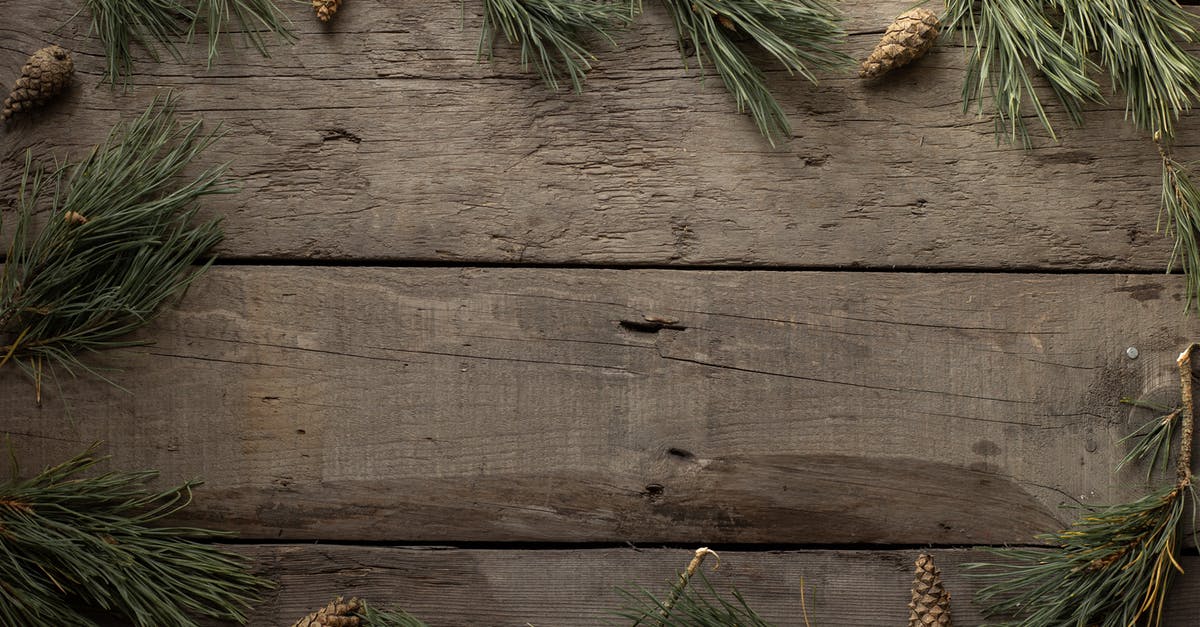 How to eat a spruce tree - Spruce branches and cones on woody background