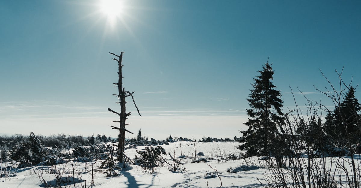 How to effectively drain frozen vegetables? - Picturesque scenery of coniferous trees growing in snowy valley in winter day under blue cloudless sky