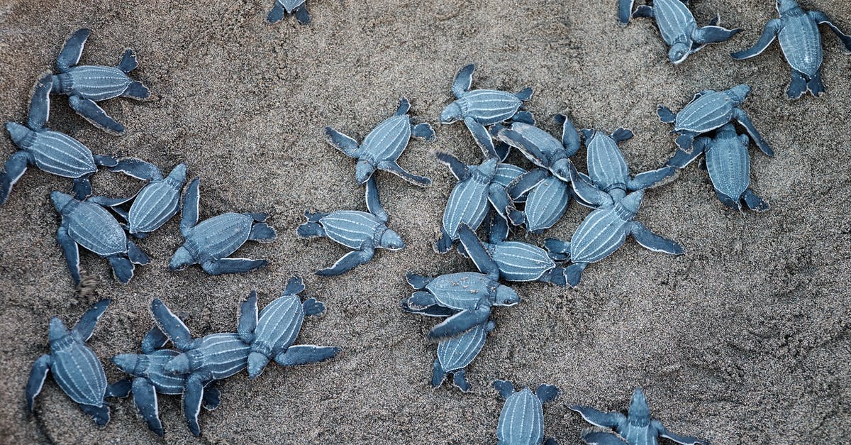 How to find/substitute dry corn with shell removed for stews? - A Group Of Blue Sea Turtles